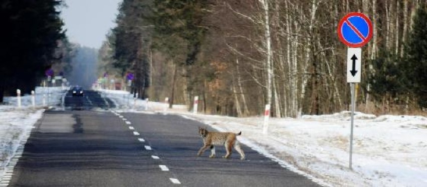 Lasy sobiborskie. Ryś nowym mieszkańcem lasów sobiborskich