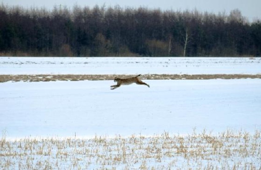 Lasy sobiborskie. Ryś nowym mieszkańcem lasów sobiborskich