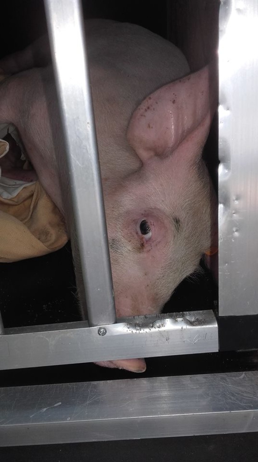 Boguszyce: O śwince Pepie, która uciekła z transportu