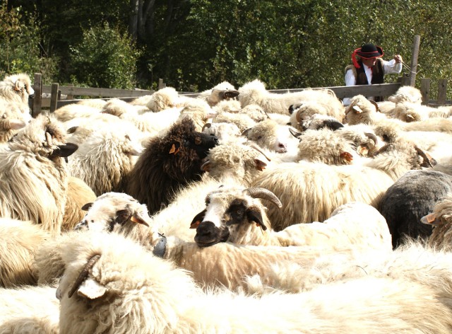 Bacowie spędzili w weekend owce z hal. Zwierzęta przebywać w przydomowych zagrodach do wiosny przyszłego roku.