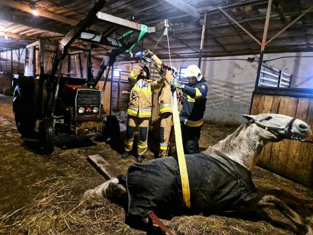 Strażacy z gminy Krzeszowice ratowali konia, który utknął w studzience