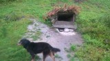 Horror w gminie Nawojowa. Wycieńczone psy żyły dzięki łasce swego "właściciela". Dom potrzebny na już, albo trafią do schroniska