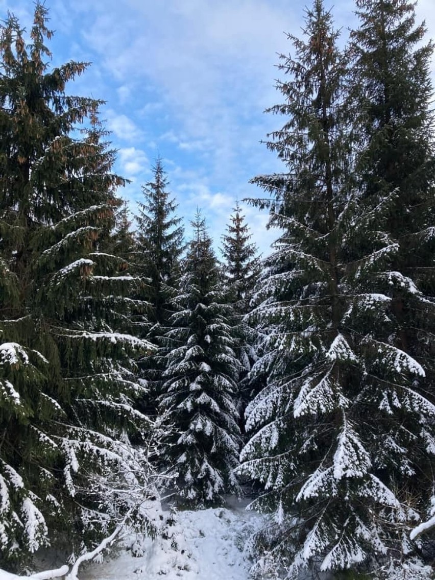 Zima w Zielonej Górze i okolicy - zdjęcia Czytelników