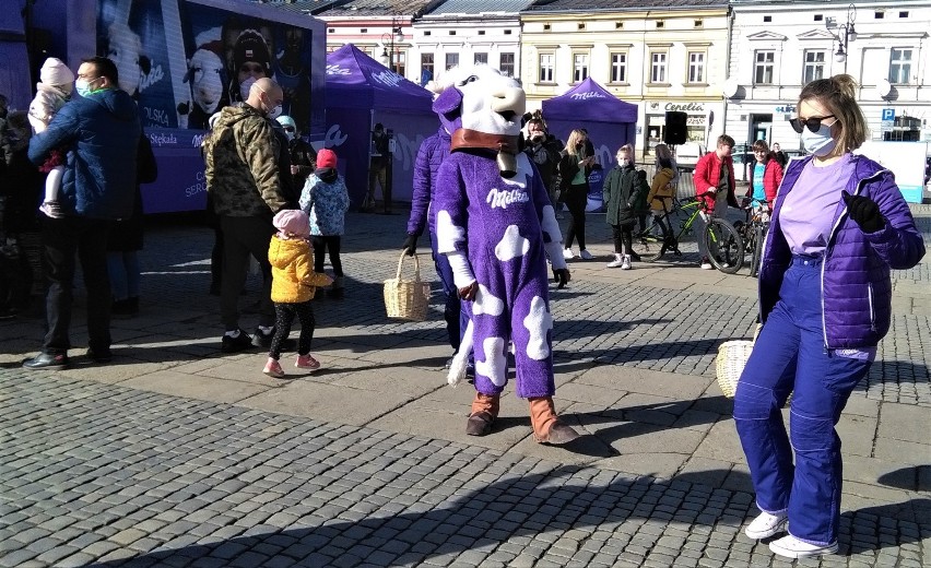 Nowy Sącz. Mieszkańcy stolicy regionu mogli sobie zrobić na rynku zdjęcia z krową Milki [ZDJĘCIA]