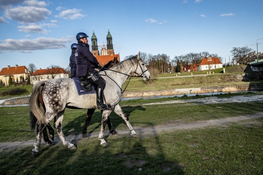 Patrol policji konnej nad Wartą w Poznaniu