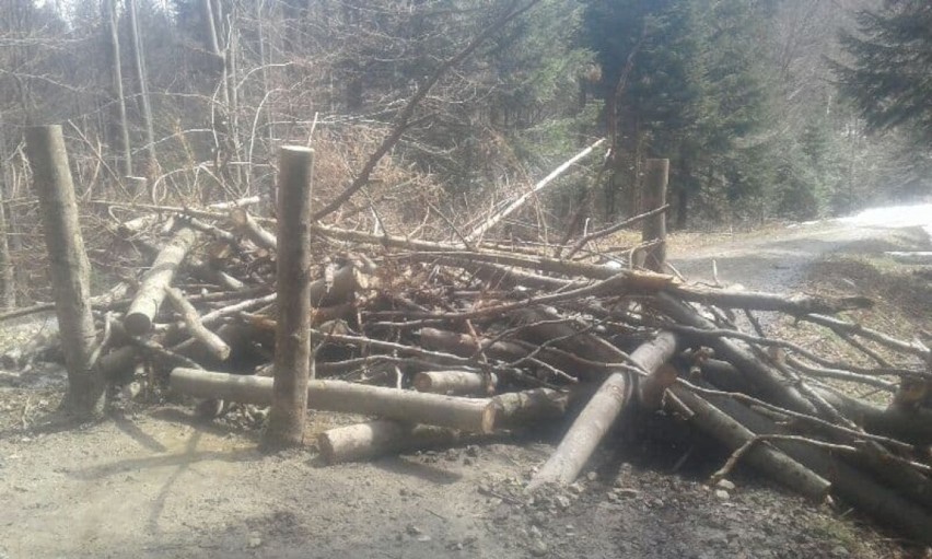 Ktoś zniszczył drogę do zagrody żubrów w Mucznem, trasa zamknięta dla turystów. Leśnicy Nadleśnictwa Stuposiany: to akt wandalizmu [ZDJĘCIA]