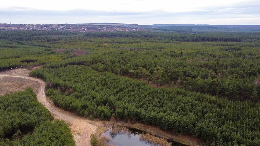 Lasy w pobliżu ogródków działkowych w Olkuszu - tu powstanie...