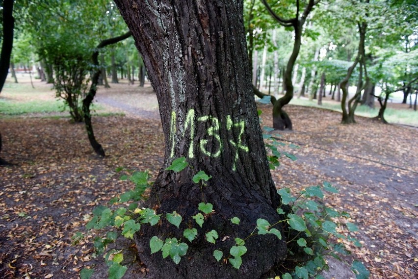Zielona Góra. Mieszkańcy pytają, czy w parku Tysiąclecia w centrum miasta szykuje się wycinka. Na drzewach pojawiły się oznaczenia [ZDJĘCIA]