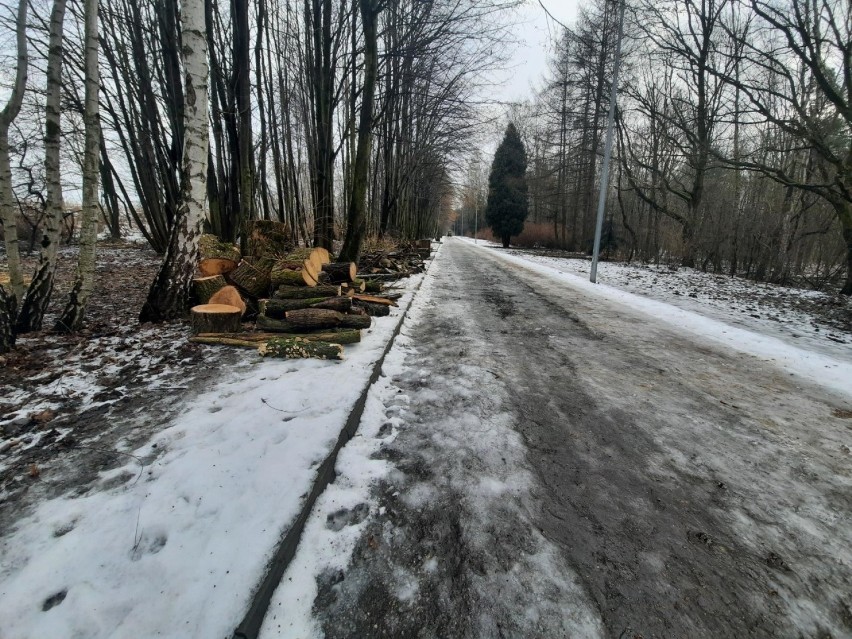 Wycinka w Dolinie Trzech Stawów w Katowicach