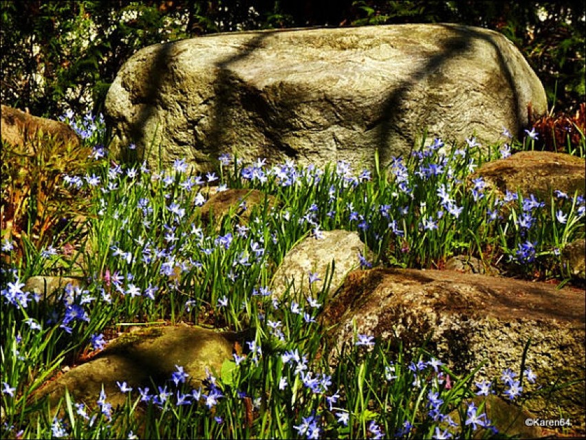 Wiosna w Parku Oliwskim
