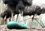Jak smakuje jajecznica z zielonych jajek emu? 