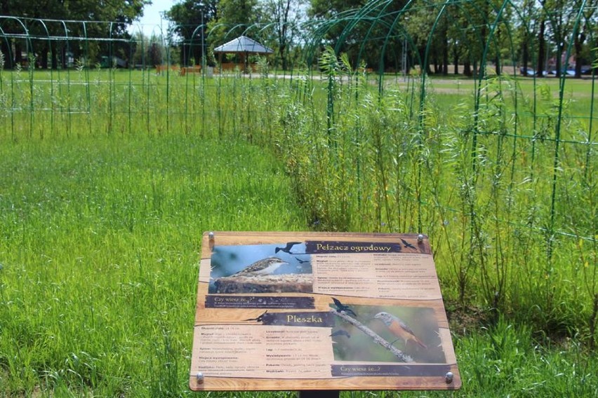 Park przy ul. Czerwonego Krzyża w Żarach rośnie jak na drożdżach [ZDJĘCIA, WIDEO]