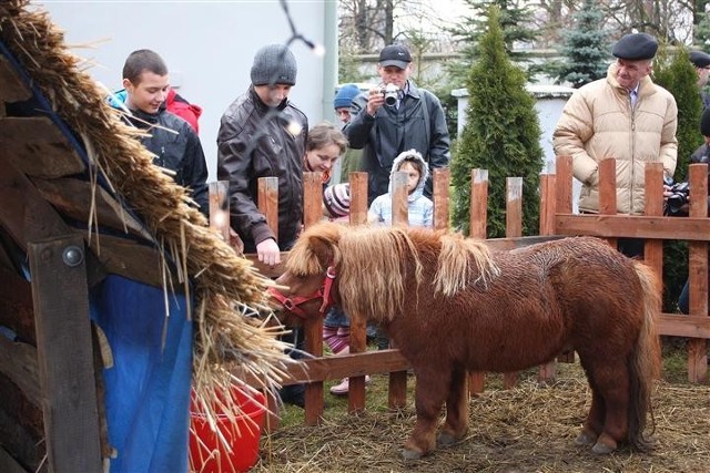 Co roku szopka u Bernardynów cieszy się dużą popularnością