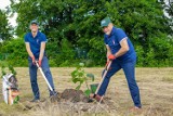 W Żywcu sadzą drzewa tlenowe. Uratują miasto przed smogiem?