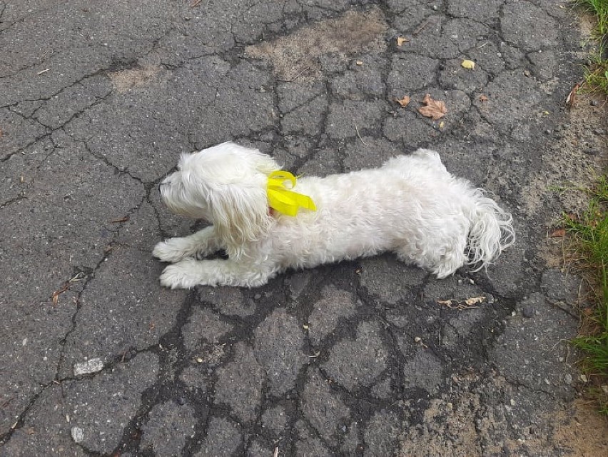 Żółta wstążka to nie ozdoba, upiększenie. To element akcji...