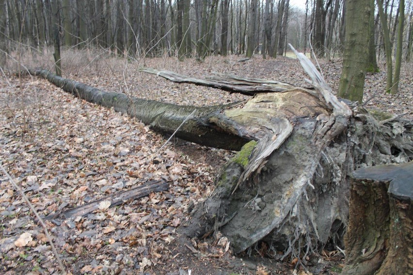 Krajobraz w Parku Śląskim po wichurze: połamane i powalone...