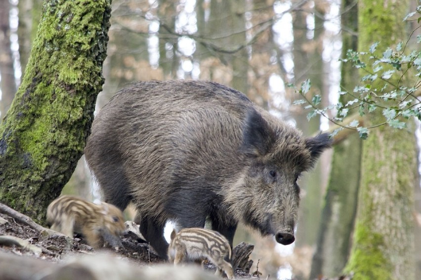 450 dzików do odstrzału w powiecie radomszczańskim. Odstrzał...