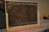 Wielki Dzień Pszczół w Muzeum Lachów Sądeckich. Wiele atrakcji dla najmłodszych