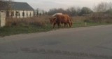 Na ul. Wojska Polskiego w Aleksandrowie Kujawskim chodzą krowy. Kierowcy muszą zachować ostrożność 