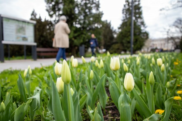 Piękne tulipany i inne rośliny cebulowe pojawiły się w wielu miejscach Torunia. Między innymi przy Muzeum Etnograficznym i przy ul. Uniwersyteckiej. Wyrywanie ich lub niszczenie to wykroczenie - przypominają municypalni. Smutne wpadki już się zdarzyły...
