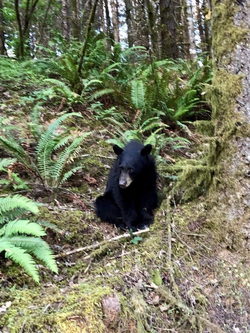 Czarny niedźwiedź w okolicach jeziora Henry Hagg