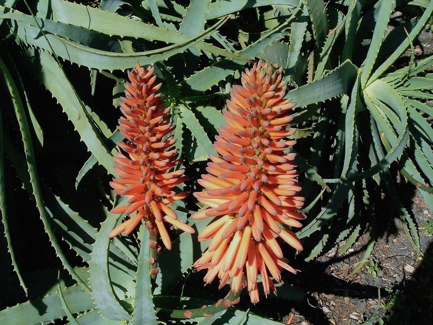 Aloes roślina lecznicza, rośnie dziko lub jako roślina...