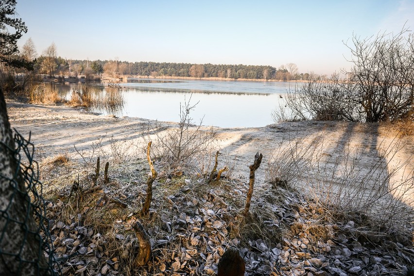 Będą działania odstraszające bobry znad leszczyńskiego zbiornika w Zaborowie. Szkody widać wokół całego akwenu