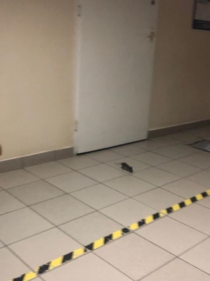 ZIELONA GÓRA Uwaga! Szczur w szpitalu. Biegał między pacjentami - alarmują "GL" pacjenci [WIDEO]