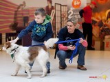 Bielsko-Biała: Psy i koty będące pod opieką Fundacji Zmieńmy Los były w Gemini Park