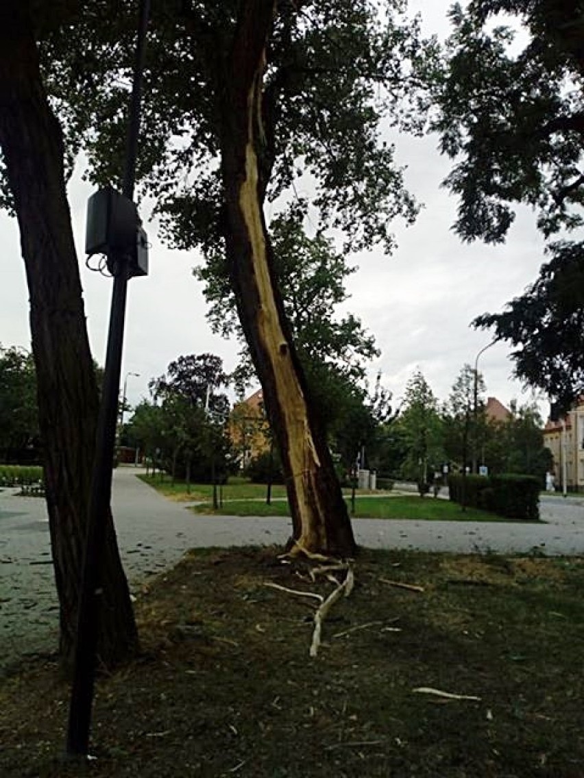Głogów: Piorun uderzył w drzewo w parku, aż posypały się drzazgi ZDJĘCIA