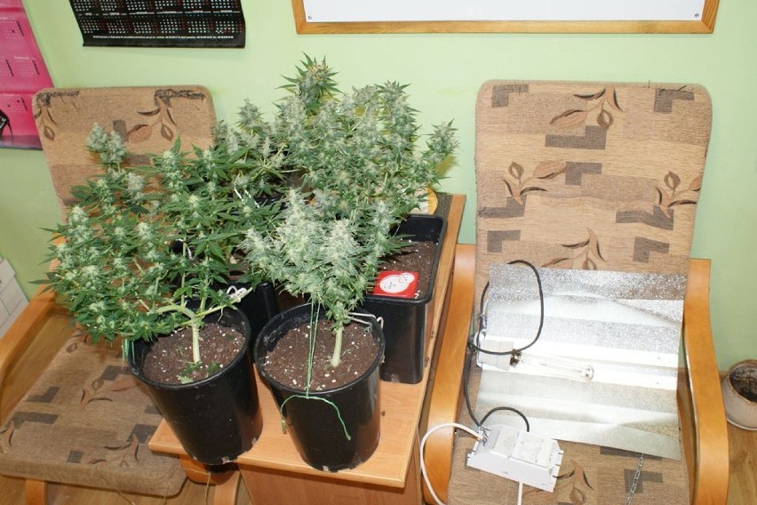 11 grudnia policjanci zatrzymali mężczyznę z 3,6 kilograma marihuany.