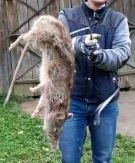 Gigantyczny 16-kilogramowy szczur zabity pod Białymstokiem | Białystok  Nasze Miasto