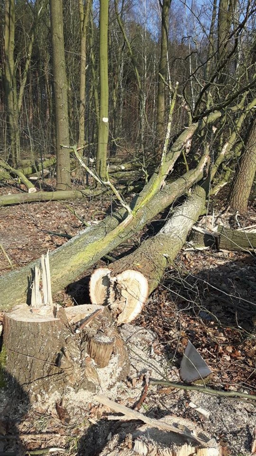 Cięcie drzew pod ścieżkę rowerową Zielona Góra - Ochla