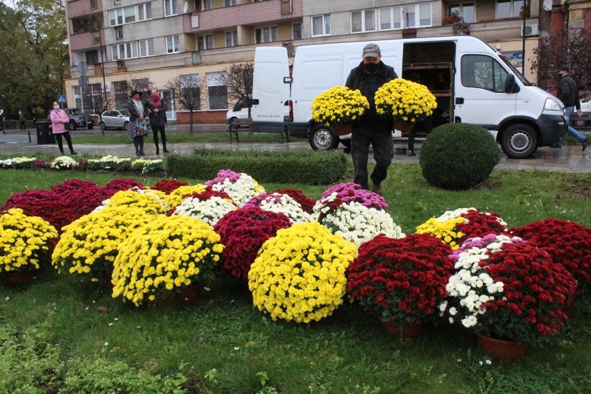 Powstał dywan z kwiatów od protestujących kobiet w Legnicy [ZDJĘCIA]