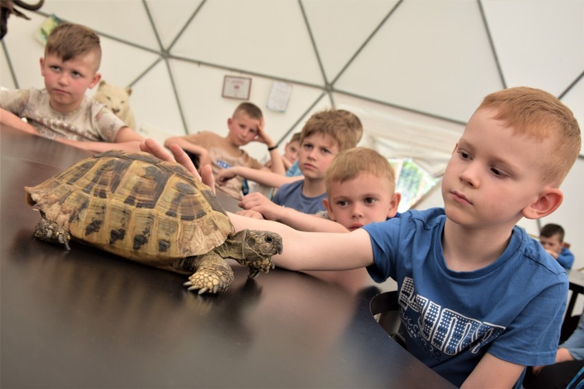 Zajęcia edukacyjne w Zoo Borysew koło Poddębic. Wielka atrakcja dla dzieci. Zobacz ZDJĘCIA