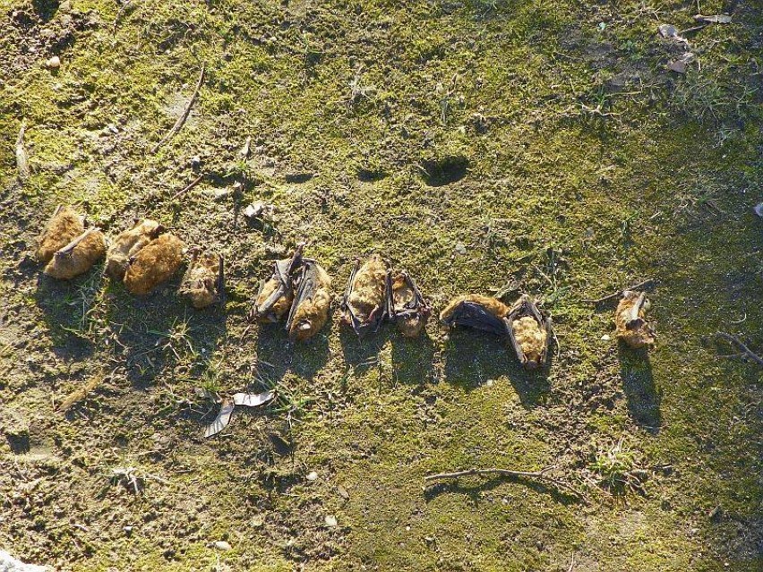 Martwe nietoperze w Parku Staromiejskim w Żorach! Są pod ochroną, dlaczego zginęły? ZDJĘCIA