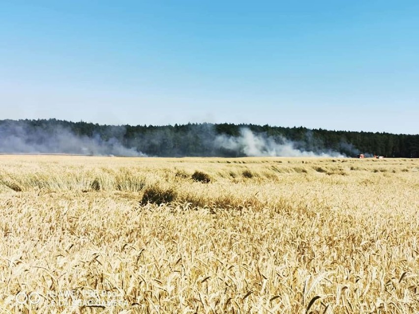 Groźny pożar pola w Skrzydlewie. Z pożarem walczyło 6 zastępów