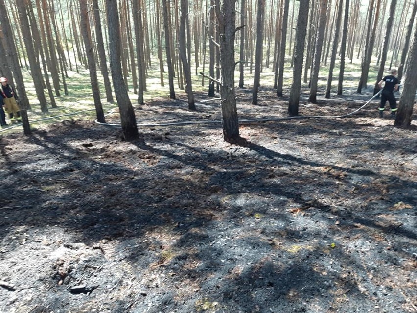 Płoną lasy w okolicach Wronek. Policja prosi o informacje. Czy to dzieło podpalacza? [ZDJĘCIA]