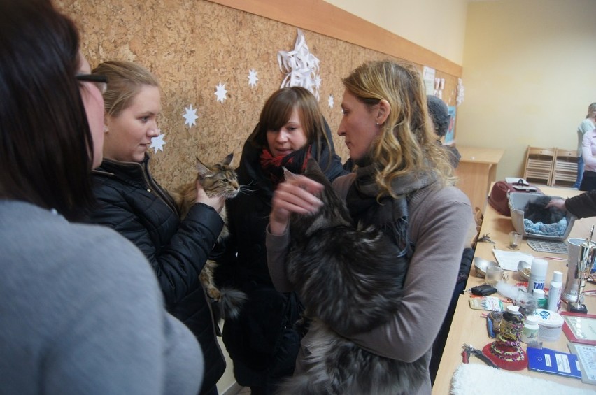 Wystawa kotów rasowych w Kutnie
