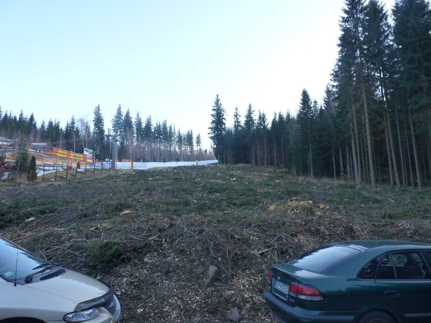 Wycinka drzew pod nowe wyciągi w Karpaczu.
