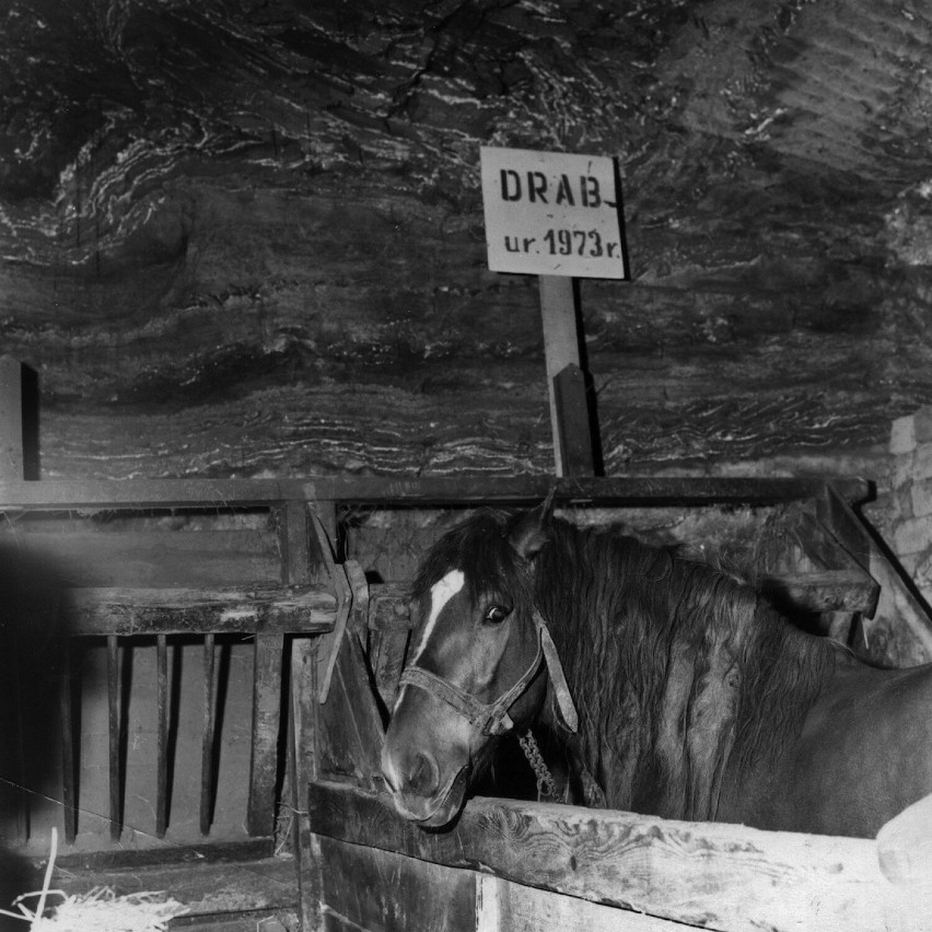 Baśka wyjechała z wielickiej kopalni 22 lata temu. To był ostatni koń, który pracował tu pod ziemią