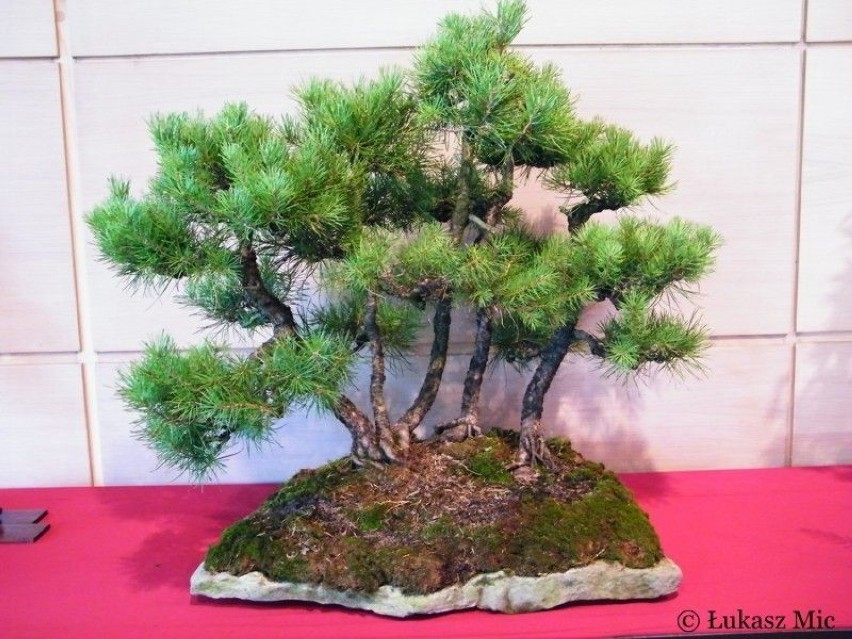 Bonsai, ta nazwa pochodzi od japońskich słów:...