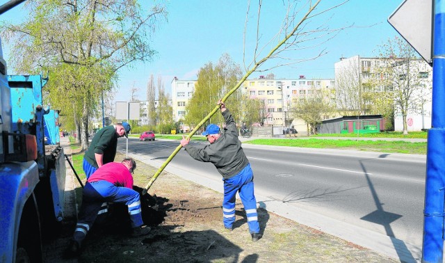 ZUM musi szczególnie zadbać o drzewka posadzone wiosną