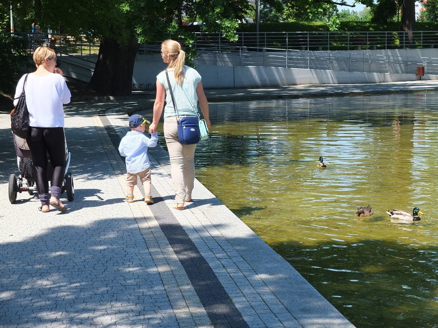 W fontannie w Opolu zadomowiły się kaczki [wideo, zdjęcia]
