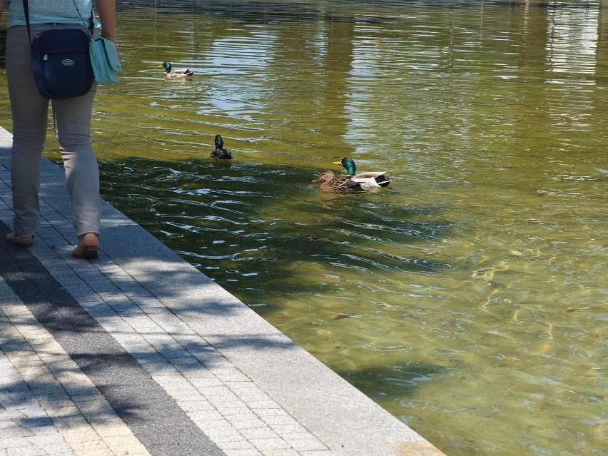 W fontannie w Opolu zadomowiły się kaczki [wideo, zdjęcia]