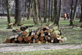 Wielka wycinka drzew w Parku Strzeleckim. Czy jej skala nie jest za duża? [ZOBACZ ZDJĘCIA]