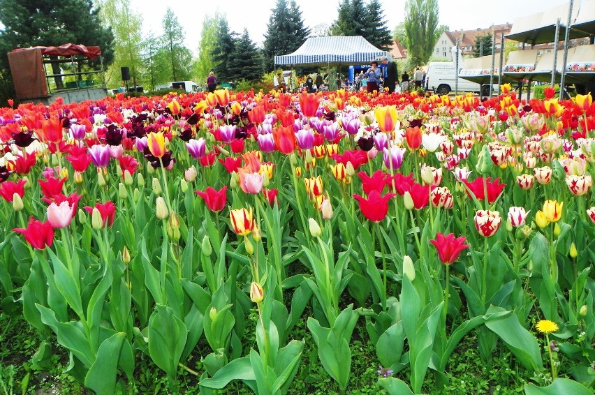Tulipany w Pile