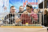 Drugi dzień EXPOGołębie w Katowicach przyciąga tłumy pasjonatów do MCK. Festiwal gołębi pocztowych trwa! Oto zdjęcia z wydarzenia