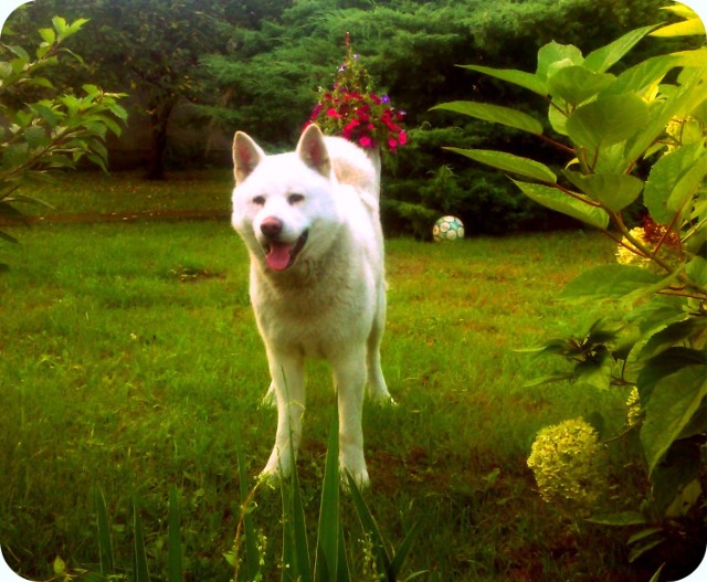 akita inu