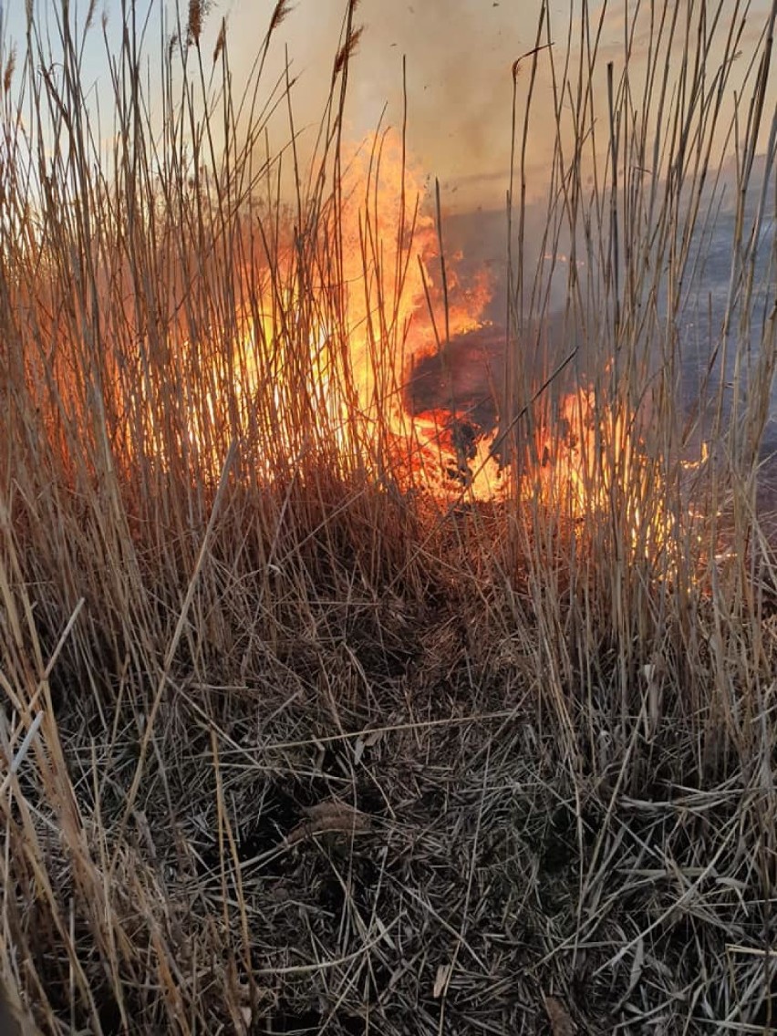 Kolejny pożar trzcinowiska w gminie Kruszwica [zdjęcia]